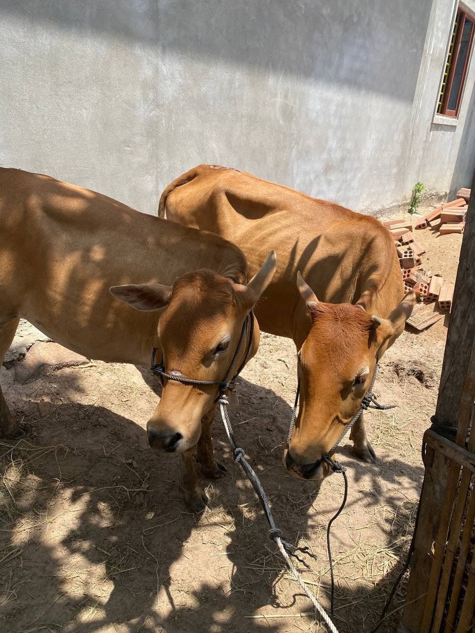 Project Cow